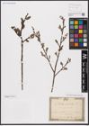 Foto von Salix aurita L.